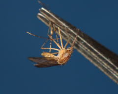 Culiseta longiareolata