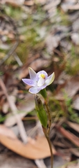 Thelymitra pallidifructus