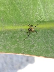 Latrodectus geometricus