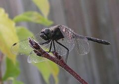 Sympetrum danae