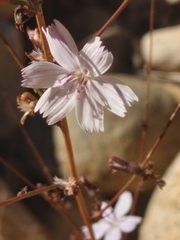 Stephanomeria virgata