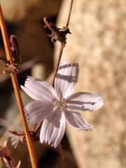 Stephanomeria virgata