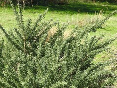 Adenocarpus hispanicus