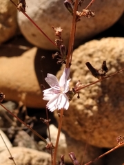 Stephanomeria virgata