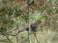 Turdus fuscater