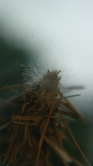 Brachycyttarus griseus