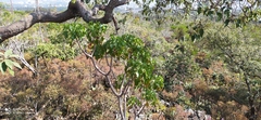 Pittocaulon praecox
