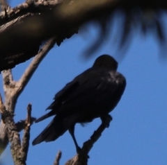 Corvus mellori