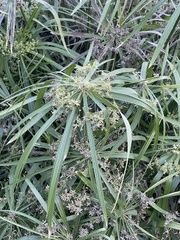 Cyperus alternifolius