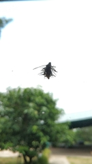 Brachycyttarus griseus