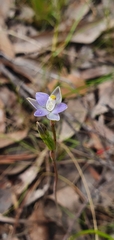 Thelymitra pallidifructus