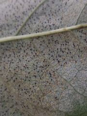Phyllactinia fraxini