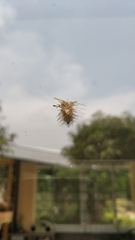 Brachycyttarus griseus