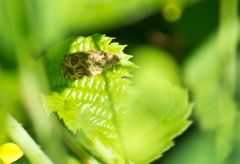 Olethreutes permundana