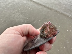 Paraconcavus pacificus