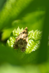 Olethreutes permundana