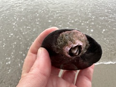 Paraconcavus pacificus