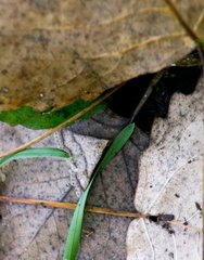 Bleptina caradrinalis