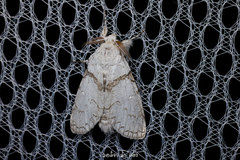 Calliteara diplozona