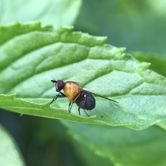 Sapromyza sciomyzina