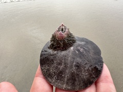 Paraconcavus pacificus