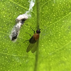 Sapromyza sciomyzina