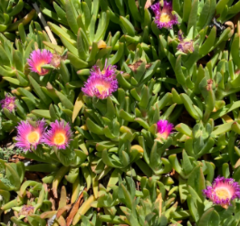 Carpobrotus chilensis