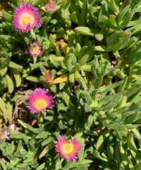 Carpobrotus chilensis