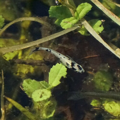 Eastern mosquitofish (Gambusia holbrooki) — Poeciliidae — 3