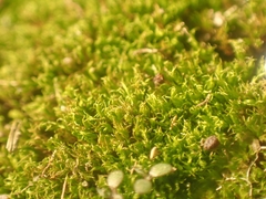 Dicranum flagellare