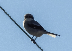 Lanius borealis
