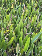 Pontederia cordata