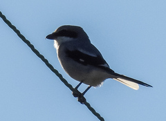 Lanius borealis