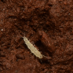 Pauropoda
