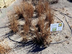 Microseris laciniata