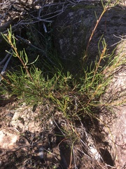 Acacia phasmoides
