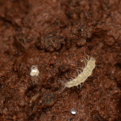 Pauropoda