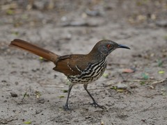 Toxostoma longirostre