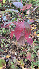 Cornus sericea