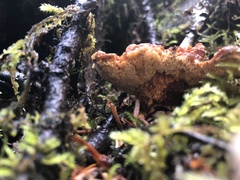 Pycnoporellus fulgens