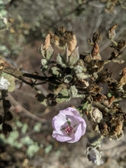 Malacothamnus davidsonii