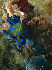 Tambja verconis