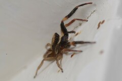 Trite auricoma