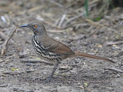 Toxostoma longirostre