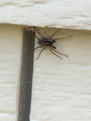 Pardosa