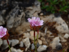 Armeria girardii