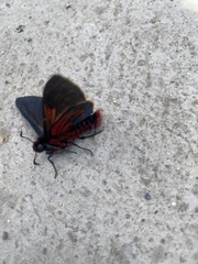 Metardaris cosinga cosinga