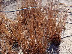 Microseris laciniata