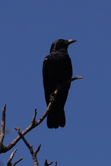 Corvus mellori