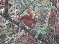Sciurus granatensis